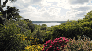Antony Woodland Garden - Featured Image - 2