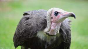 Liberty's Owl, Raptor And Reptile Centre - Featured Image - 3