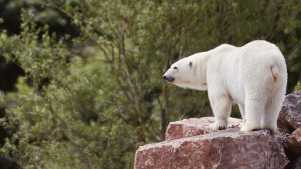 Peak Wildlife Park - Featured Image - 2