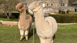 CLARY MEADOWS ALPACAS - Featured Image - 3