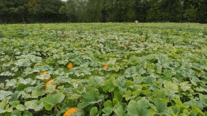 East Grange Farm - Featured Image - 2