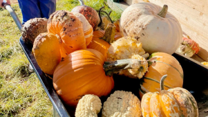 Pumpkin Picking at Sandy Bottom Farm - Featured Image - 2