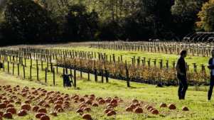 Pumpkin Picking at Stonehill Farm - Featured Image - 2