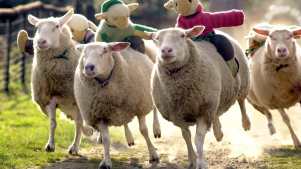 The Big Sheep - Featured Image - 2