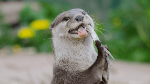 WWT London wetland centre - Featured Image - 2