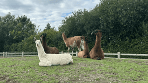 Animal Farm Adventure Park - Featured Image - 2