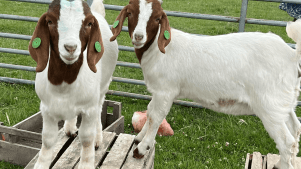 Huruco Rare Breeds - Featured Image - 3