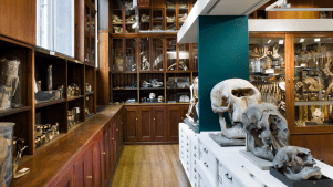 Grant Museum of Zoology - Featured Image - 2