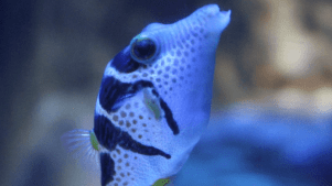 Exploris Aquarium - Featured Image - 3