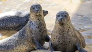 Cornish Seal Sanctuary - Featured Image - 2