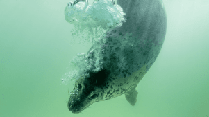 Cornish Seal Sanctuary - Featured Image - 3