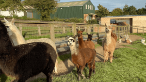 None Go Bye Farm - Featured Image - 3