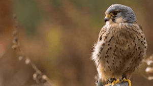 SMJ Falconry - Featured Image - 3
