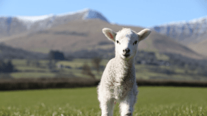 Cantref Adventure Farm - Featured Image - 2