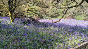 Waseley Hills Country Park - Featured Image - 3