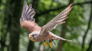 Loch Lomond Bird Of Prey Centre - Featured Image - 3