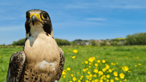 TWO Bird Experiences - Featured Image - 3