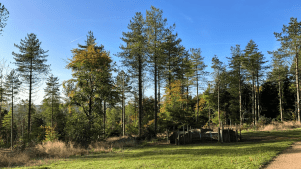 Wendover Woods - Featured Image - 2