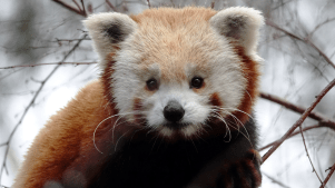 Edinburgh Zoo - Featured Image - 3