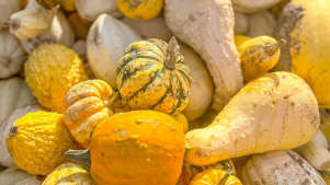 The Pumpkin Patch Colchester - Featured Image - 3