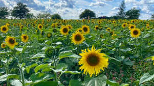 Kenyon Hall Farm - Featured Image - 2