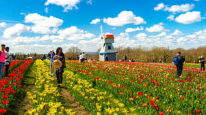 Tulleys Tulip Gardens - Featured Image - 2
