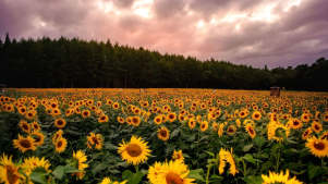 Tulleys Farm - Featured Image - 2