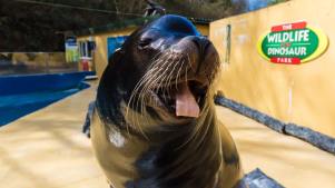 Combe Martin Wildlife & Dinosaur Park - Featured Image - 3