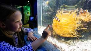 girl looking at nemo fish at sea life