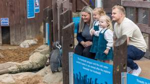 family looking at penguins