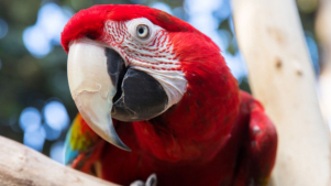 Plantasia Tropical Zoo - Featured Image - 2