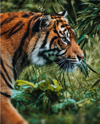 Image of tiger walking across zoo area