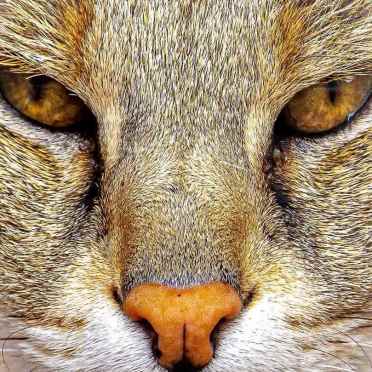 Ark Wildlife & Dinosaur Park