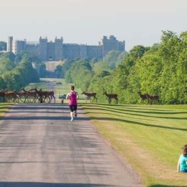 view of windsor castle in the background with green grass and trees and deers in the foreground