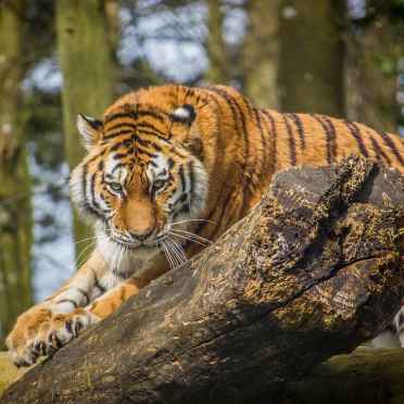 tiger at port lympne