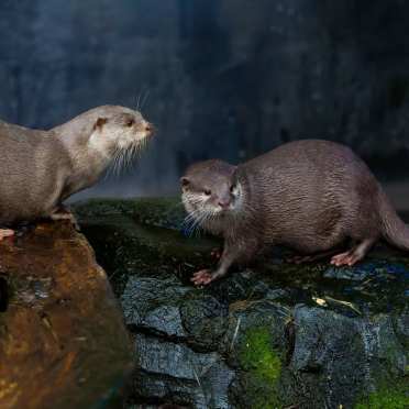 Two Asian small-clawed otters in an enclosure at SEA LIFE Loch Lomond
