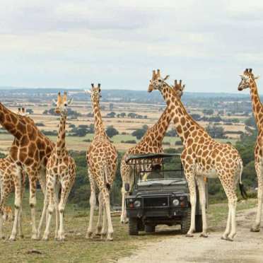 truck with giraffes surrounding it