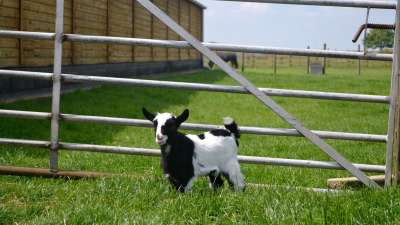 Goat at Hardys Animal Farm in Skegness