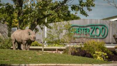 rhino at chester zoo