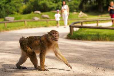Experience Free-roaming Monkey's This May Half Term! featured image