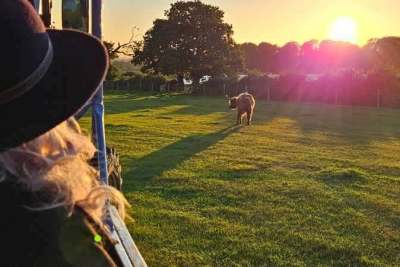 May Half Term: Highland Cow Week featured image