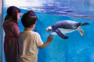 Two children watching a penguin swim at SEA LIFE Birmingham