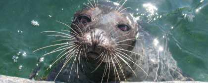 image of a seal