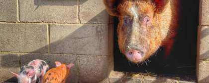 pig and 2 piglets