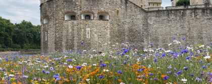 superbloom at tower of london