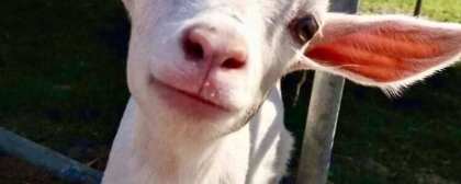 image of a goat