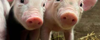 2 piglets
