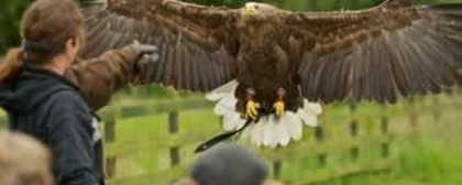 birds of prey display