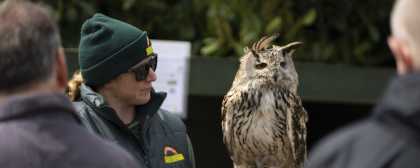 owl