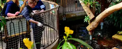 feeding fish at plantasia tropical zoo 